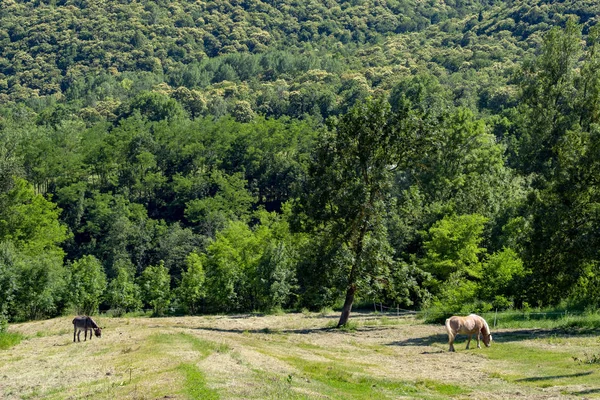 Stura Demante Cuneo 皮埃蒙特 意大利 景观在夏天沿自行车方式 牧场上的马 — 图库照片
