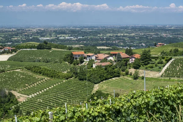 Viñedos Langhe Cuneo Piamonte Italia Verano Entre Dogliani Mondov —  Fotos de Stock