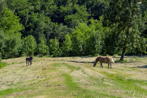 Vallei Stura Demonte Cuneo Piemonte Italië Landschap Aan Zomer Langs — Stockfoto