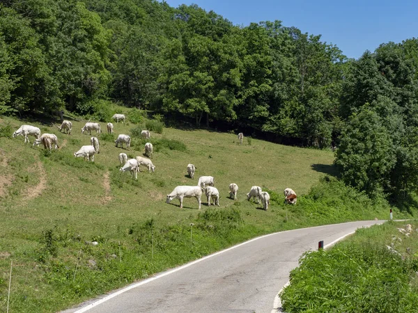 Nekler Mera Colle Fauniera Cuneo Piedmont Talya Için Yol Yaz — Stok fotoğraf