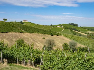 Dogliani, Cuneo, Piedmont, İtalya, yaz, Langhe üzüm bağları