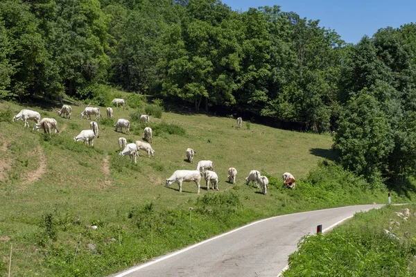 Αγελάδες Στο Λιβάδι Κατά Μήκος Του Δρόμου Colle Fauniera Cuneo — Φωτογραφία Αρχείου