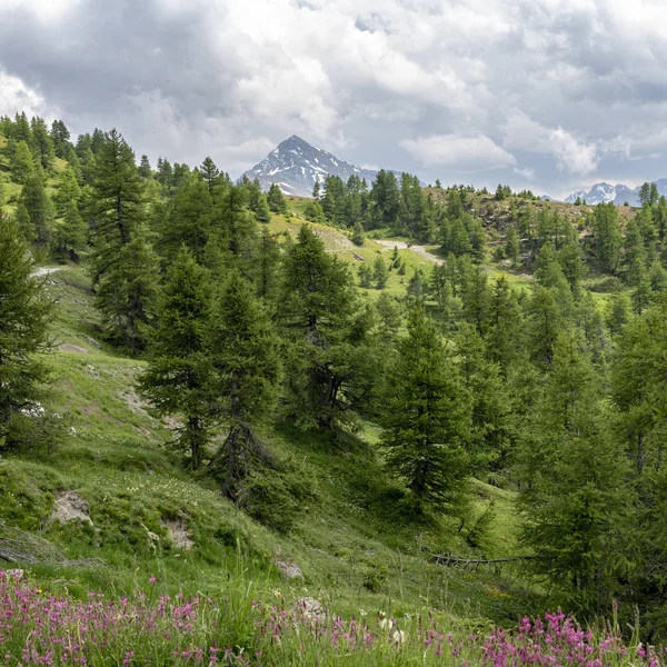 Paisagem Montanhosa Longo Estrada Para Colle Dell Assietta Colle Delle — Fotografia de Stock