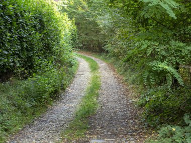 Montevecchia (Lecco, Brianza, Lombardiya, İtalya), yaz Curone Park yakınındaki ormanda yol