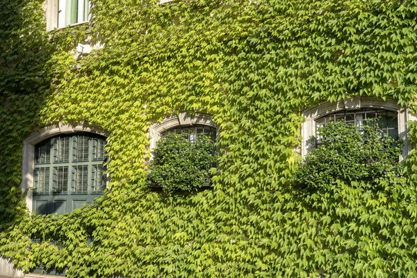 Casa histórica con plantas enredaderas en Milán — Foto de Stock