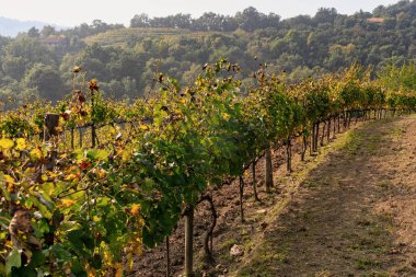 Curone Park Güz, üzüm bağları