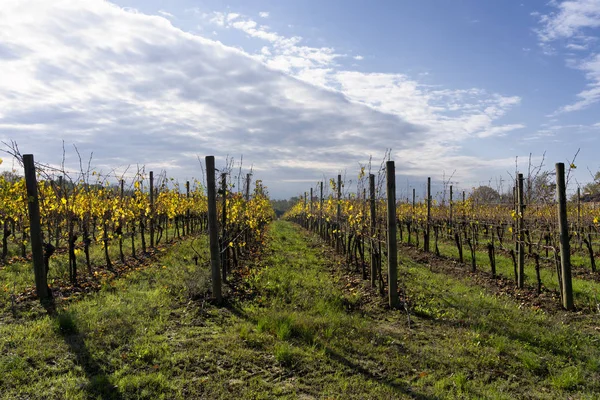 Vineyards of San Colombano, Italy — Stock Photo, Image