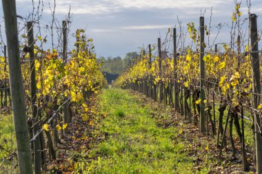 Üzüm bağları San Colombano, İtalya