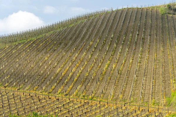 Виноградники Олтрепо Павезе в апреле — стоковое фото