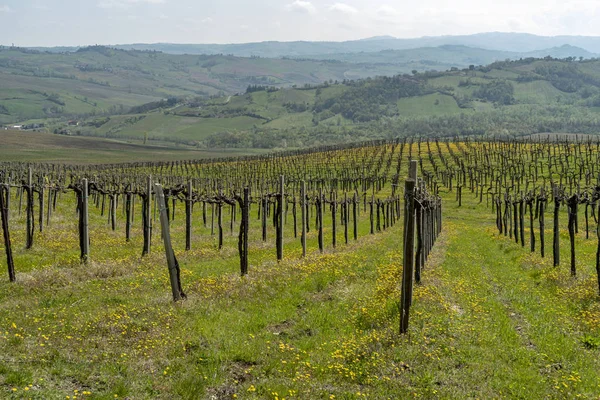 Nisan ayında Oltrepo Pavese üzüm bağları — Stok fotoğraf