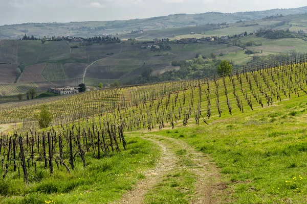 Vineyards of Oltrepo Pavese in April — Stock Photo, Image