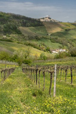 Vineyards of Oltrepo Pavese in April clipart