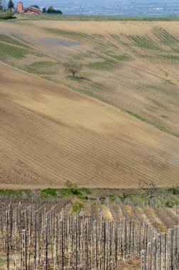 Nisan ayında Oltrepo Pavese üzüm bağları