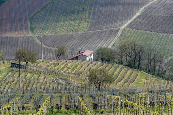 Виноградники Ольтрепо Пазе в квітні — стокове фото