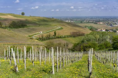 Nisan ayında Oltrepo Pavese üzüm bağları
