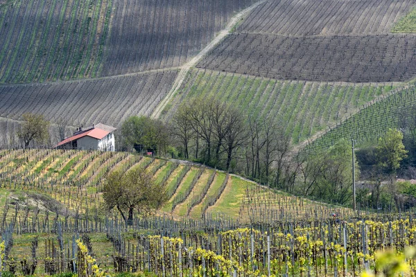 Vignobles d'Oltrepo Pavese en avril — Photo