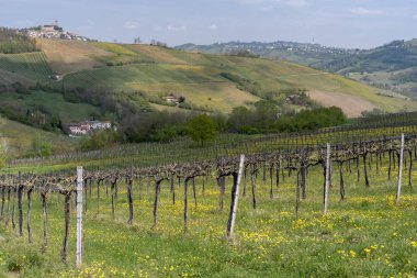 Nisan ayında Oltrepo Pavese üzüm bağları
