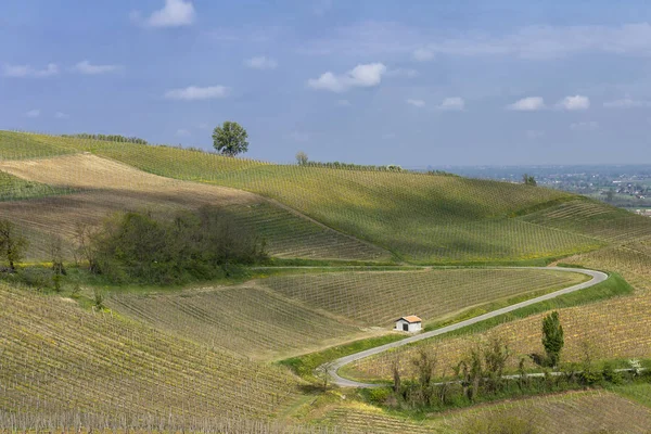 Vin gårdar i Oltrepo Pavese i april — Stockfoto