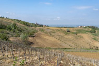 Nisan ayında Oltrepo Pavese üzüm bağları