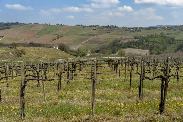 Weinberge von oltrepo pavese im April — Stockfoto