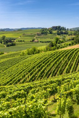 Langhe, üzüm bağları