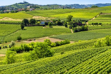 Langhe, üzüm bağları