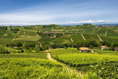 Langhe, üzüm bağları