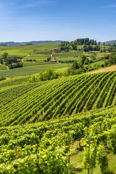 Langhe, vineyards — Stock Photo, Image