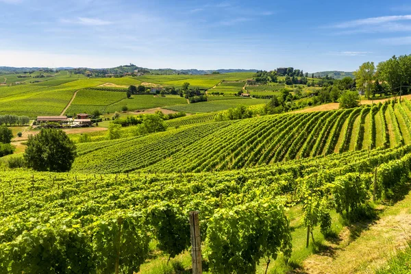 Langhe, vinice — Stock fotografie