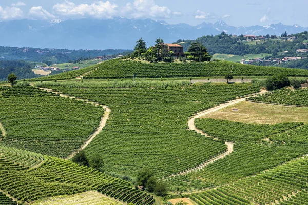 Langhe, vingårdar — Stockfoto