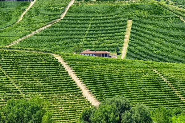 Langhe, szőlő — Stock Fotó