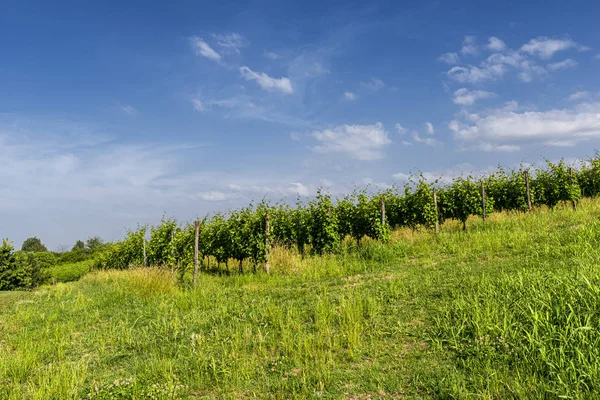 Winnice Oltrepo Pavese na wiosnę — Zdjęcie stockowe