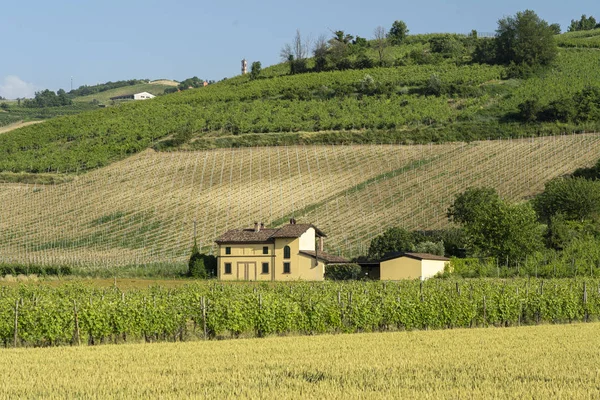 Vineyards of Oltrepo Pavese at spring — Stock Photo, Image