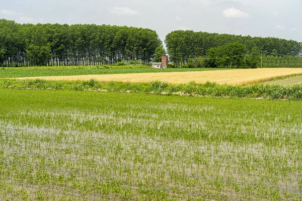 Po Nehri boyunca pirinç tarlaları — Stok fotoğraf