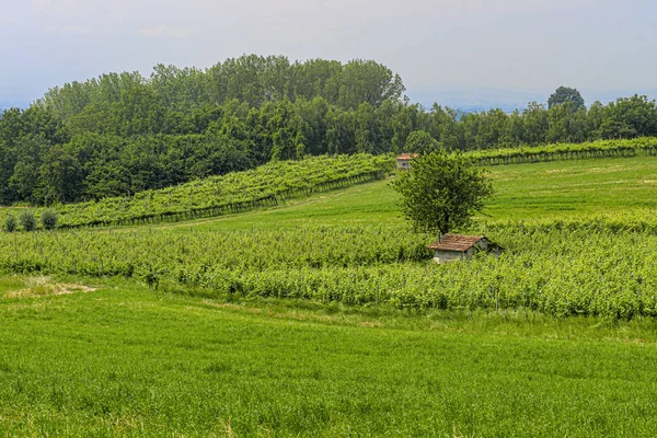 Vineyards of San Colombano hill — Stock Photo, Image