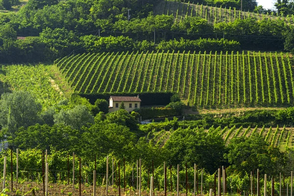 Vinhas de Oltrepo Pavese na primavera — Fotografia de Stock