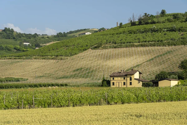 Baharda Oltrepo Pavese üzüm bağları — Stok fotoğraf