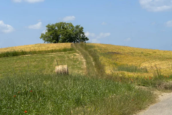 Passo del Penice: berglandschap — Stockfoto