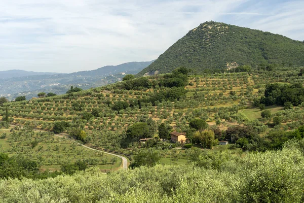 Paisaje en Chianti en verano — Foto de Stock