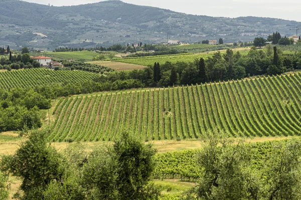 Paisaje en Chianti cerca de Lamporecchio en verano — Foto de Stock