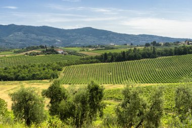 Yaz aylarında Lamporecchio yakınlarındaki Chianti Peyzaj