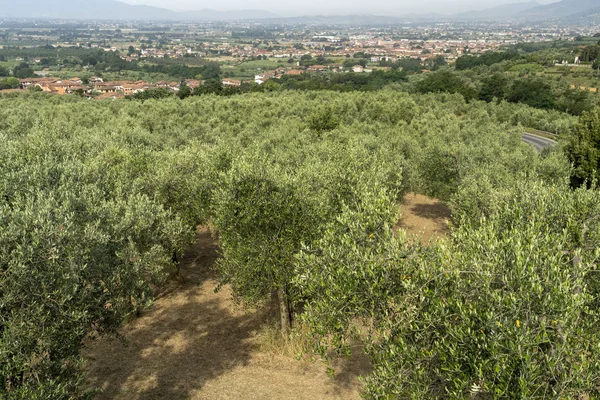 Landskap i Chianti på sommaren — Stockfoto