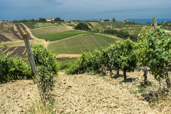 Landscape in Chianti near Fucecchio at summer — Stock Photo, Image
