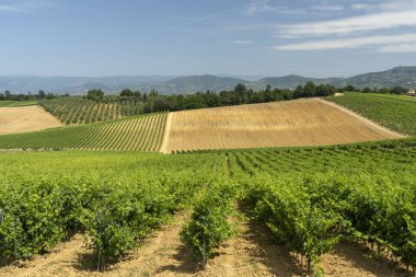 Yaz aylarında Lamporecchio yakınlarındaki Chianti Peyzaj