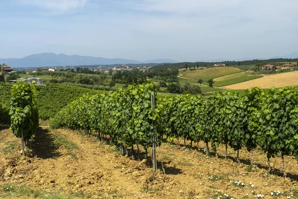 Krajina v Chianti blízko Lamporecchio v létě — Stock fotografie