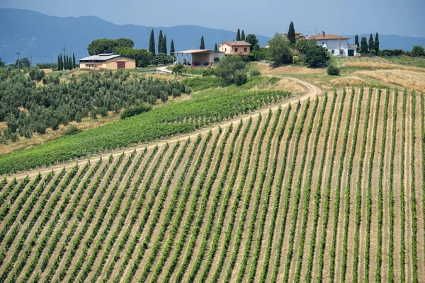 Landscape in Chianti near Fucecchio at summer — Stock Photo, Image