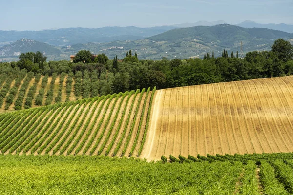 Paisaje en Chianti cerca de Lamporecchio en verano —  Fotos de Stock