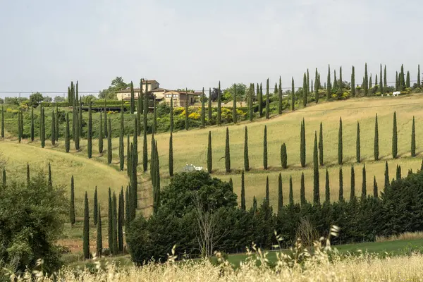 Sommerlandschaft im Chianti im Sommer — Stockfoto