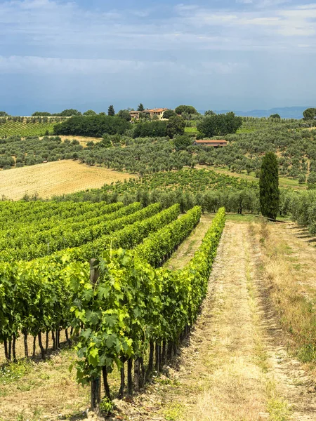 Paisaje de verano en Toscana cerca de Certaldo —  Fotos de Stock