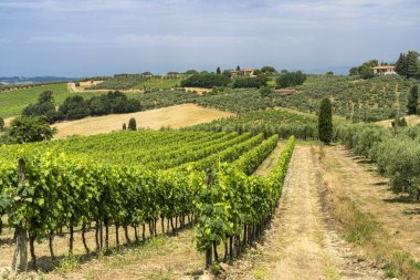 Certaldo yakınlarındaki Toskana'da yaz manzarası